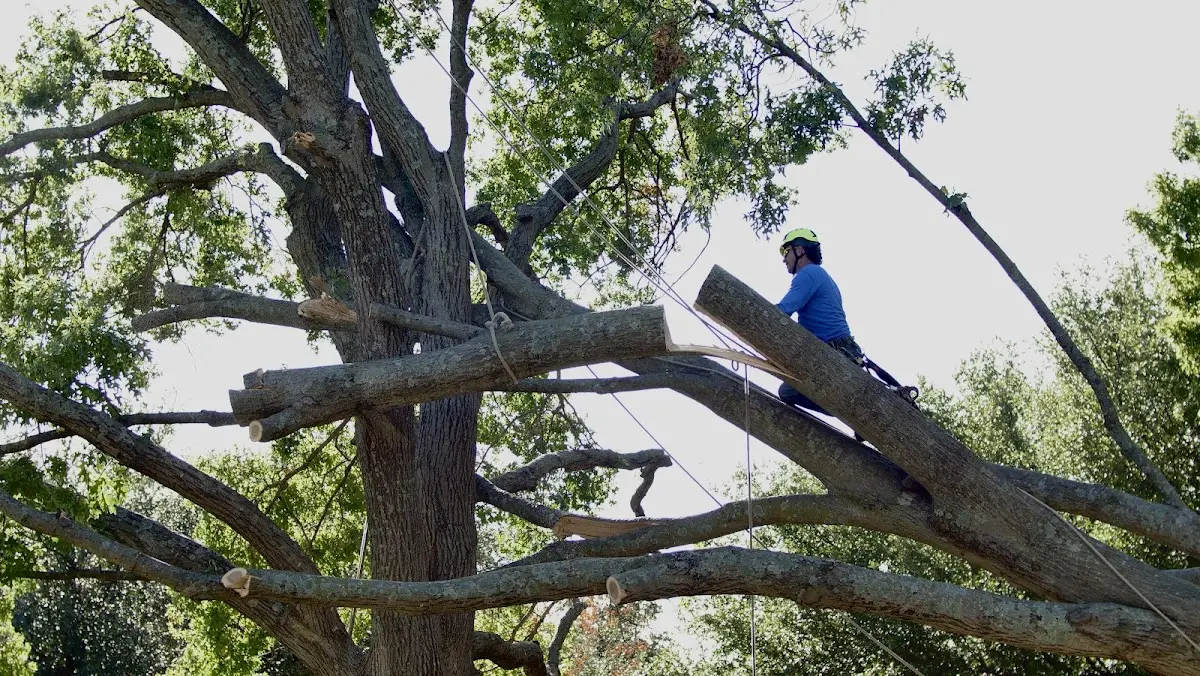 Professional Hazardous Tree Removal performed by certified arborists in Bethel