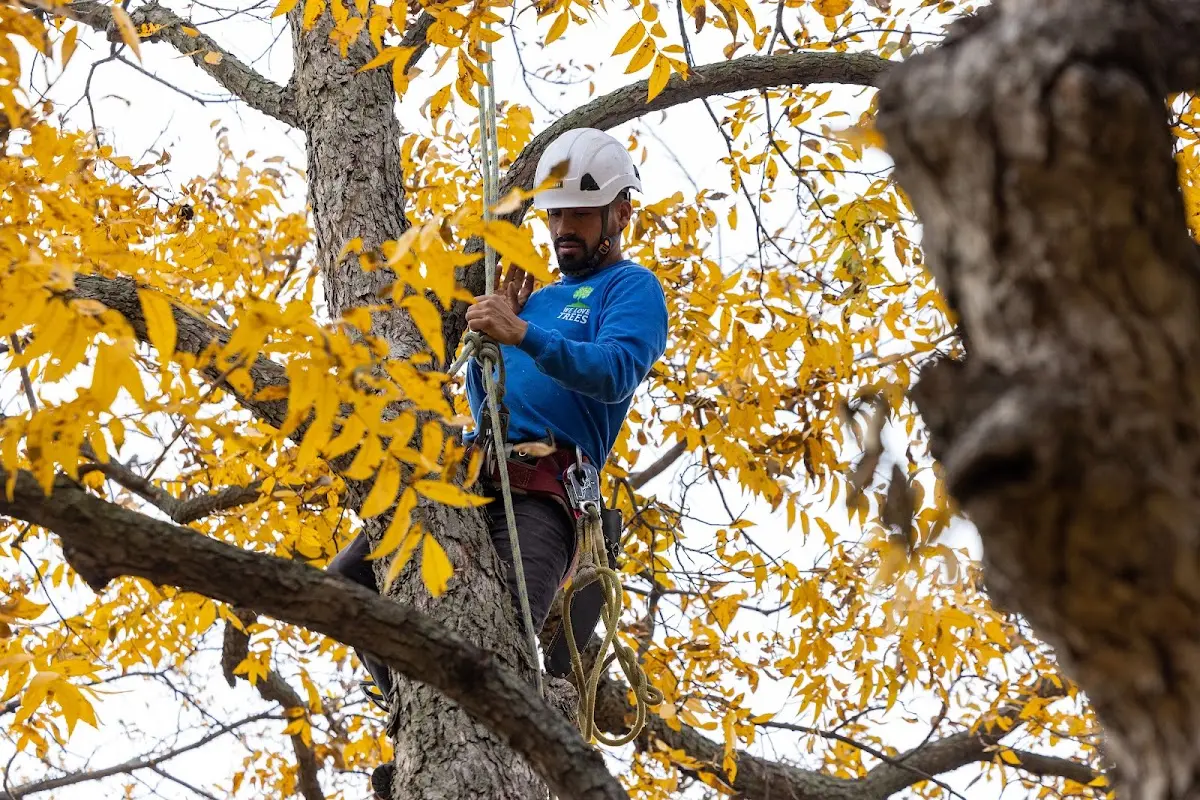 Skilled Storm Damage Cleanup crew working in Bethel
